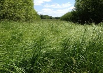 Alley cropping with perennial bioenergy crops