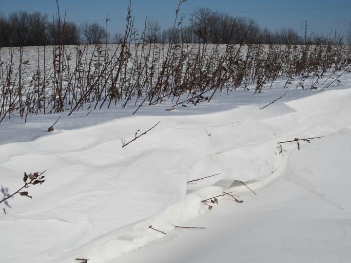 Living Snow Fences